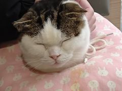 -喵园·猫主题咖啡厅·撸猫·猫咖(国贸店)