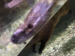 -迪拜水族馆及水下动物园