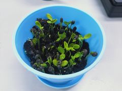 -呀路古热带植物园