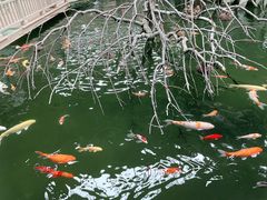 -南宫五洲植物乐园