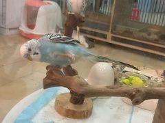 -喵宠乐园·撸猫互动·猫舍