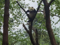-都江堰中华大熊猫苑