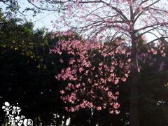 -海珠湖公园