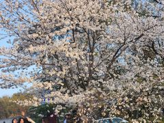 -武汉大学-樱园