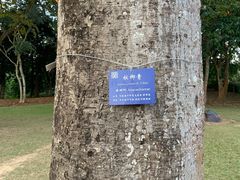 -中国科学院西双版纳热带植物园