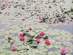 -丁家河公园