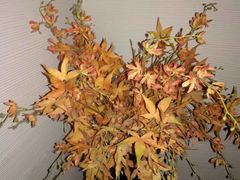 -Dragonfly悠庭·按摩Spa(静安嘉里中心店)