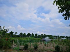 -石岐乳鸽村(南海第三分店)