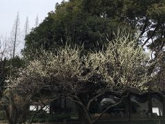 -松江清真寺