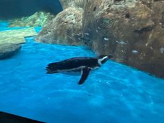 -海合安武汉极地海洋公园