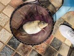 -酷鱼垂钓CLUB(朝阳区博大路店 )