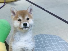 -逗柴咖啡屋·狗咖猫咖宠物桌游