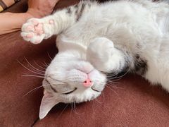 -猫大福·Fortune Cat猫舍(百子湾店)
