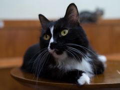 -有猫主题·治愈系猫咖(曾厝垵店)