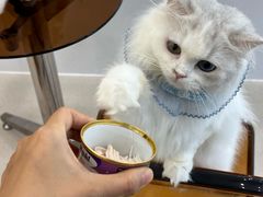 -共舞时光猫咖·狗咖(新街口店)