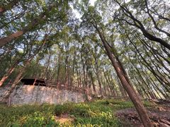 -铁山坪森林公园