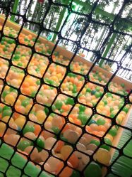 -奇幻丛林(佛罗伦萨小镇店)