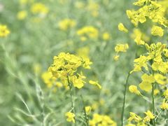 -广富林郊野公园