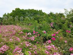 -贡湖湾湿地公园