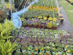 -龙大花卉苗木市场