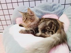 -十年猫舍·猫咪专门店(普陀店)
