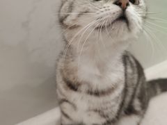 -共舞时光猫咖·狗咖(新街口店)