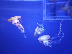 -海合安武汉极地海洋公园