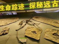 -诸城市恐龙博物馆