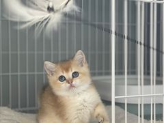 -翊宠yipet猫狗购宠庄园犬舍•猫舍