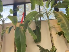 -单家老院·院子里的青岛菜(沙子口店)