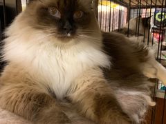 -多卡布奇宠物生活馆(上林世家店)