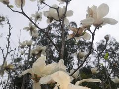 -深圳国际园林花卉博览园