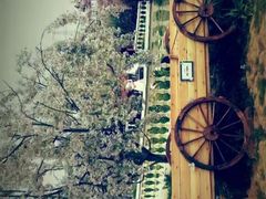 -紫颐香薰山谷景区