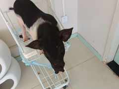 -怪兽屋·羊驼·猫咖·狗咖(俊华广场店)