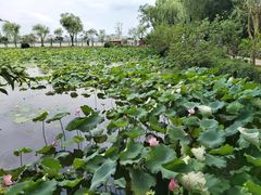 -无锡蠡湖国家湿地公园-蠡园