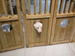 -柴源莊·柴小宠柴犬咖啡