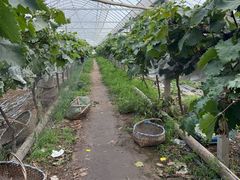 -马陆小张葡萄园农家乐