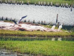-华侨城湿地公园