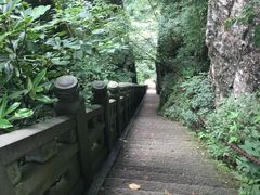 -天目山大树王景区