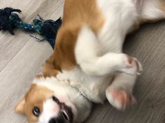 -浣熊柯尔鸭土拨鼠·电玩咖