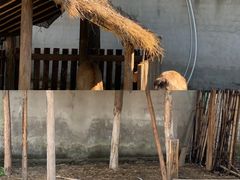 -乌村