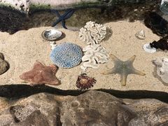 -悉尼海洋生物水族馆