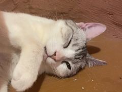 -猫猫幼稚园·撸猫·桌游·电玩