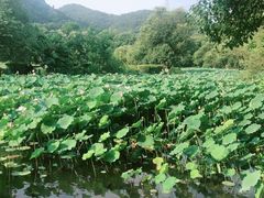 -八卦田遗址公园