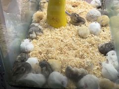 -花鸟鱼虫鲜花绿植市场(玉泉路店)