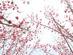 -秀丽东方