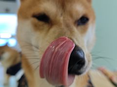 -怪兽屋·羊驼·猫咖·狗咖(俊华广场店)