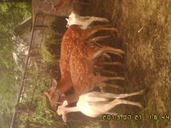 白唇鹿-石家庄市动物园