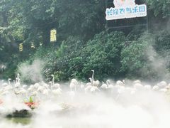 -广州长隆飞鸟乐园