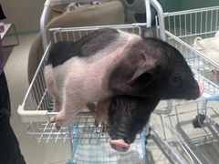 -怪兽屋·羊驼·猫咖·狗咖(俊华广场店)